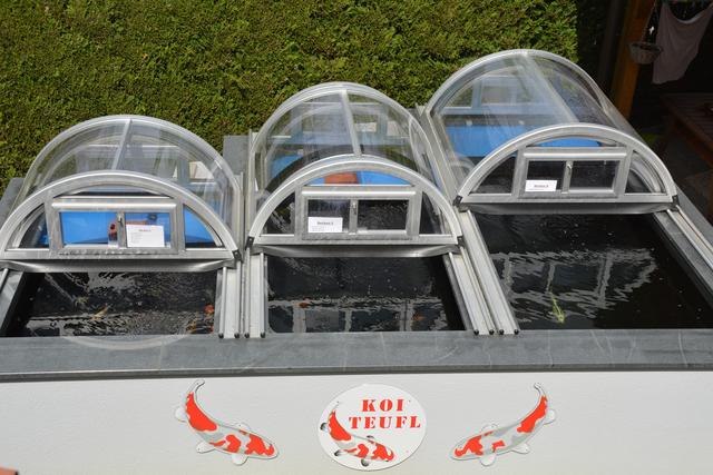 Beeindrucke Fische aus Fernost: Harald Teufl verkauft "Original Japan Koi" und weiß vieles über die Fische zu berichten.
