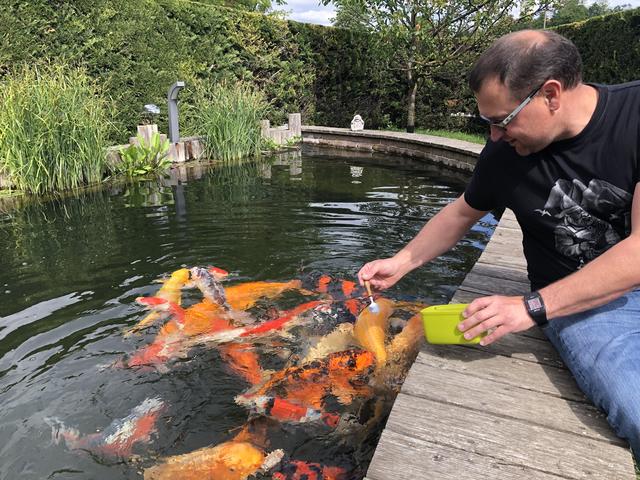 Der "Koi Teufl" in Wieselburg: Seine Fische fressen ihm aus der Hand.