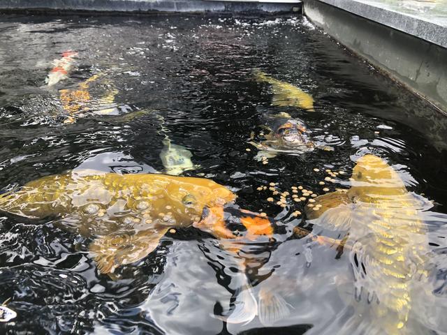 Schöne Fische aus Japan: Kois sind spezielle Karpfen-Zuchtformen.