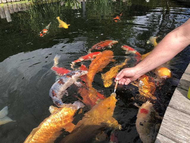 Der "Koi Teufl" in Wieselburg: Seine Fische fressen ihm aus der Hand.