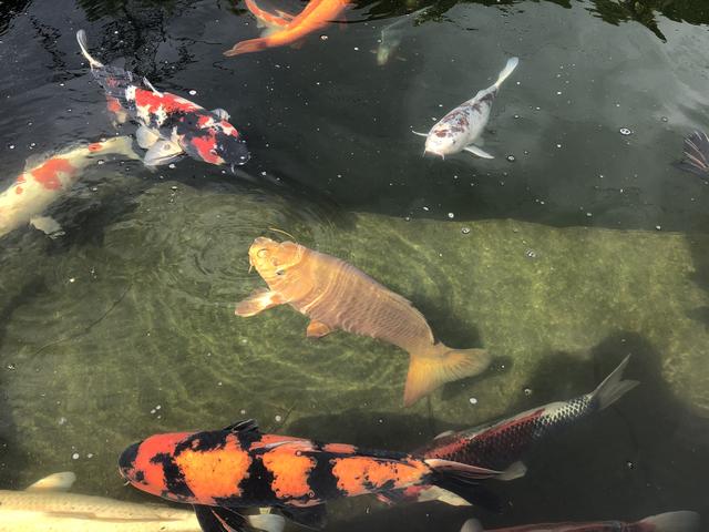 Schöne Fische aus Japan: Kois sind spezielle Karpfen-Zuchtformen.