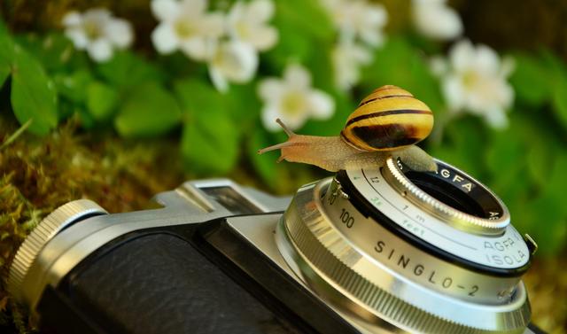 Sensationelles Bild einer Schnecke.