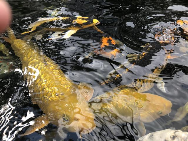 Schöne Fische aus Japan: Kois sind spezielle Karpfen-Zuchtformen.