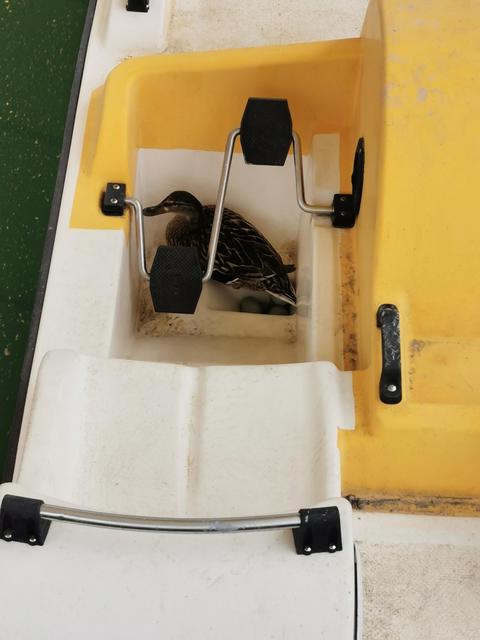 Ente brütet am Tretboot in der Werft der Wörthersee Schifffahrt. | Foto: Wörthersee Schifffahrt