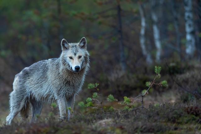 Anwsenheit von Beutegreifern wie dem Wolf soll in Zukunft per APP oder einer Karte möglich sein.