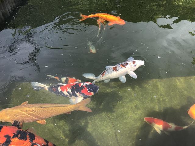 Schöne Fische aus Japan: Kois sind spezielle Karpfen-Zuchtformen.