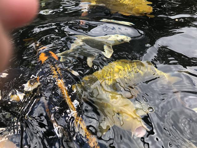 Schöne Fische aus Japan: Kois sind spezielle Karpfen-Zuchtformen.