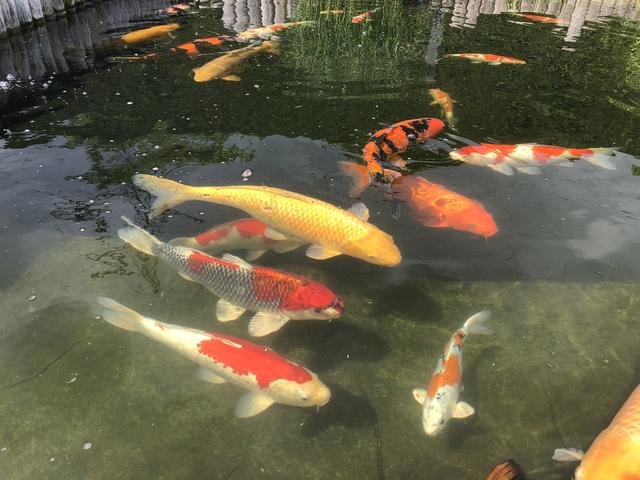Schöne Fische aus Japan: Kois sind spezielle Karpfen-Zuchtformen.