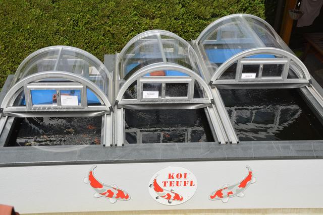 Beeindrucke Fische aus Fernost: Harald Teufl verkauft "Original Japan Koi" und weiß vieles über die Fische zu berichten.