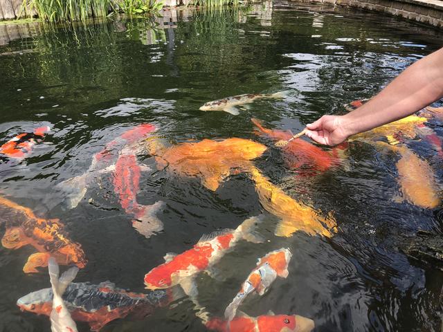 Der "Koi Teufl" in Wieselburg: Seine Fische fressen ihm aus der Hand.