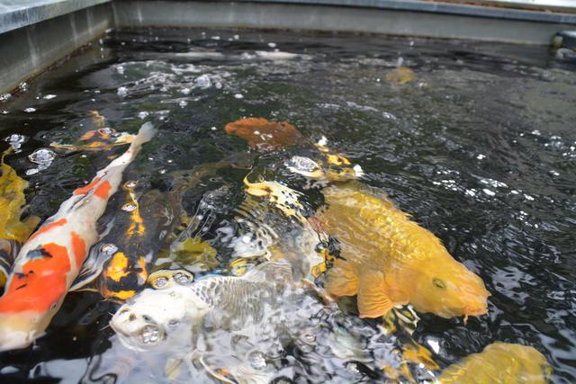 Schöne Fische aus Japan: Kois sind spezielle Karpfen-Zuchtformen.