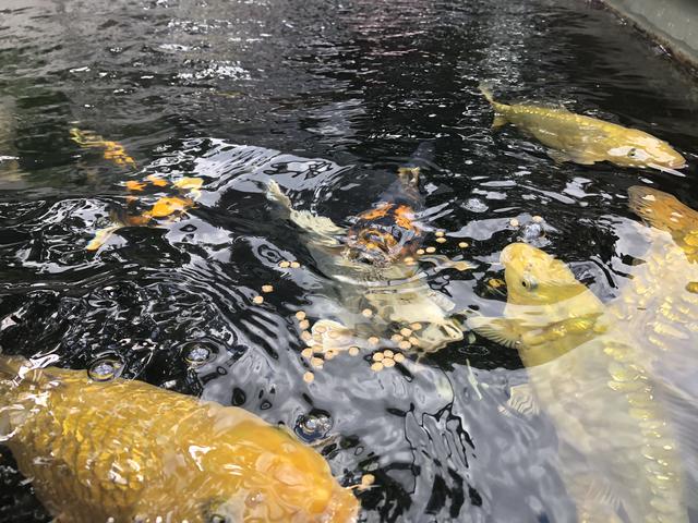 Schöne Fische aus Japan: Kois sind spezielle Karpfen-Zuchtformen.