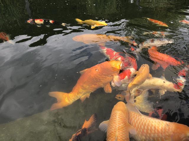 Schöne Fische aus Japan: Kois sind spezielle Karpfen-Zuchtformen.