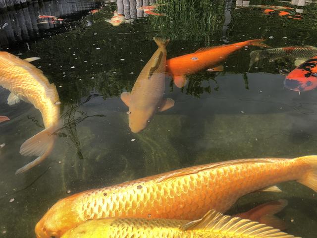 Schöne Fische aus Japan: Kois sind spezielle Karpfen-Zuchtformen.
