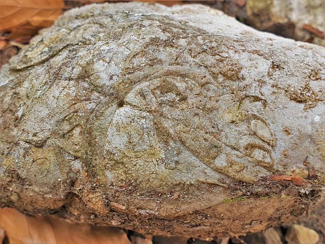 Versteinerungen des Meeresbodens am Steinbrocken des Untersberges