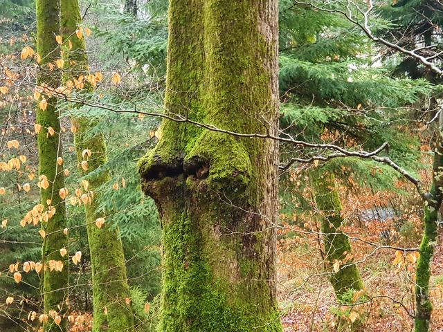 Der Baum wirft eindeutig ein Auge auf den Besucher des Waldes - sogar mit Fernglas;)))!