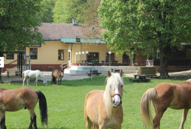 Auch die Rieglerhütte mit ihren "Rasenmähern" hat ab Freitag wieder geöffnet. Hier gibt es genug Platz, um Abstand zu halten.  | Foto: Rieglerhütte