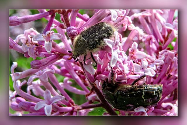 Können Käfer eigentlich an Haarausfall leiden?