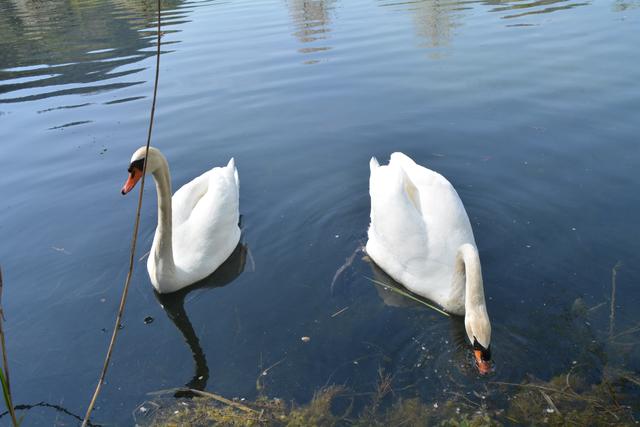 Unterwegs auf der Via Aqua: Die Schwäne fühlen sich wohl im Kartäuserteich in Gaming. | Foto: Roland Mayr