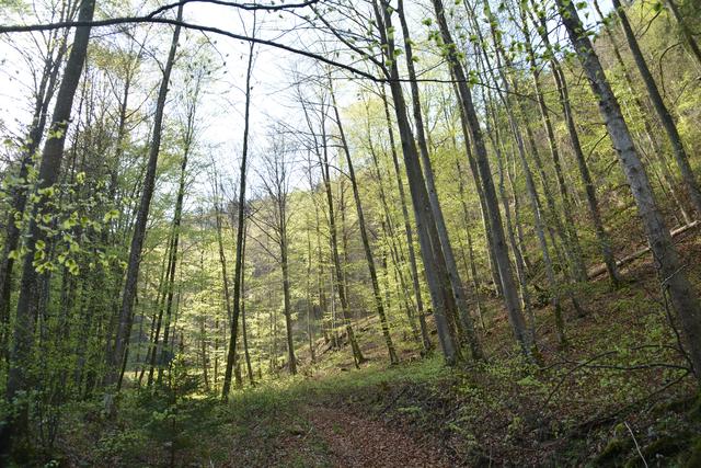 Unterwegs auf der Via Aqua: Auf einem Waldweg geht's von Kienberg nach Gaming. | Foto: Roland Mayr