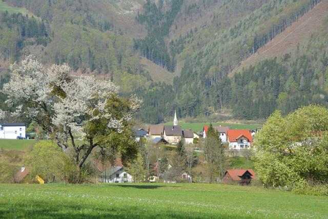 Unterwegs auf der Via Aqua: Herrlich blühende Obstbäume in der Marktgemeinde Gaming. | Foto: Roland Mayr