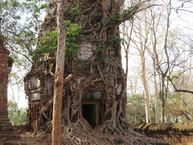 13.02.2020 Baum würgt Tempel