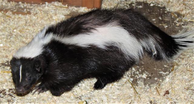 Die Skund-Dame "Tasha" ist noch etwas zurückhaltend, mit dem Foto hat es aber geklappt. | Foto: Zoo Linz