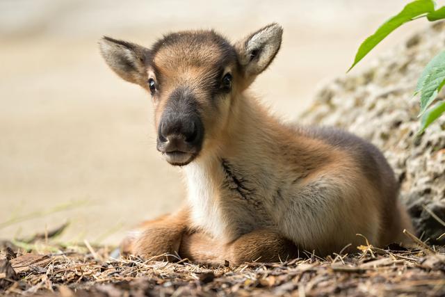 Der letzte Nachwuchs bei den Rentieren im Tiergarten Schönbrunn liegt schon fünf Jahre zurück.  | Foto: Daniel Zupanc
