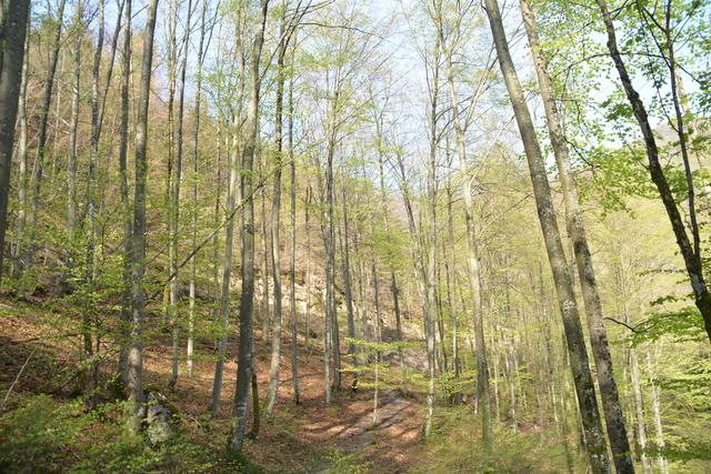 Unterwegs auf der Via Aqua: Auf einem Waldweg geht's von Kienberg nach Gaming. | Foto: Roland Mayr