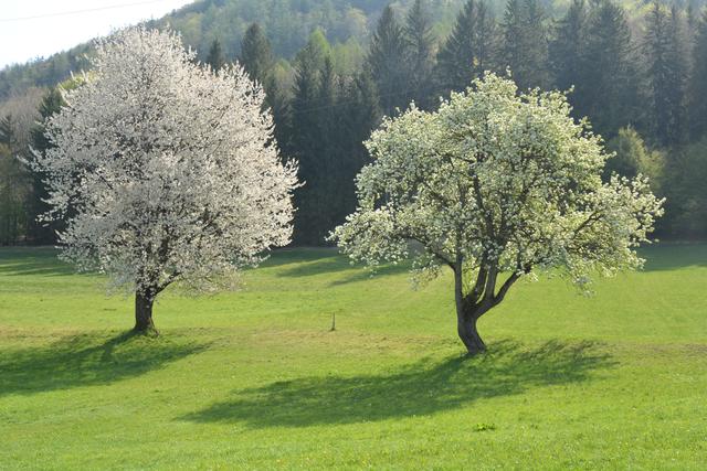 Unterwegs auf der Via Aqua: Herrlich blühende Obstbäume in der Marktgemeinde Gaming. | Foto: Roland Mayr