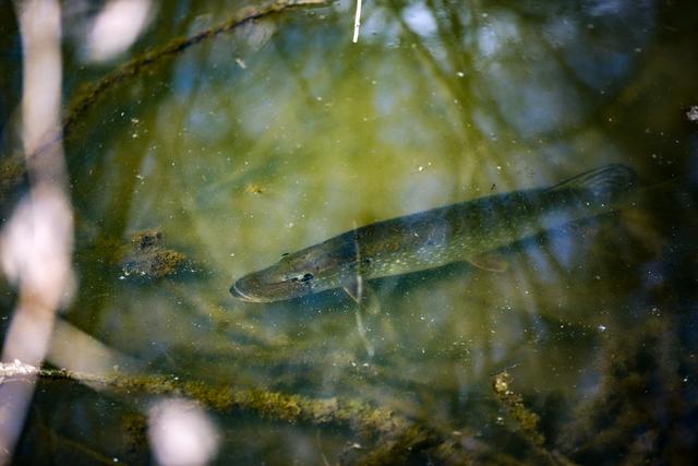 Ich hoffe, es kommt bald eine kleine Nahrung vorbei