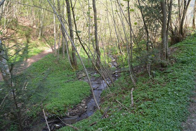Unterwegs auf der Via Aqua: Überall fließen die Bächlein in der Marktgemeinde Gaming. | Foto: Roland Mayr