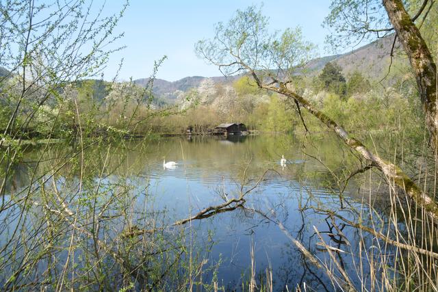 Unterwegs auf der Via Aqua: Die Schwäne fühlen sich wohl im Kartäuserteich in Gaming. | Foto: Roland Mayr