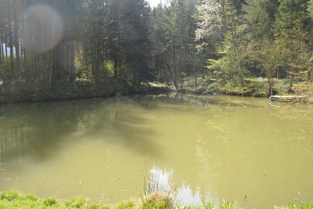 Unterwegs auf der Via Aqua: Der Schlossteich in Gaming. | Foto: Roland Mayr