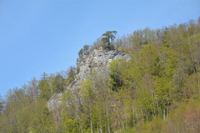 Unterwegs auf der Via Aqua: Von Gaming aus geht's auf der Tormäuerstraße über Filzmoos in die Urmannsau. | Foto: Roland Mayr