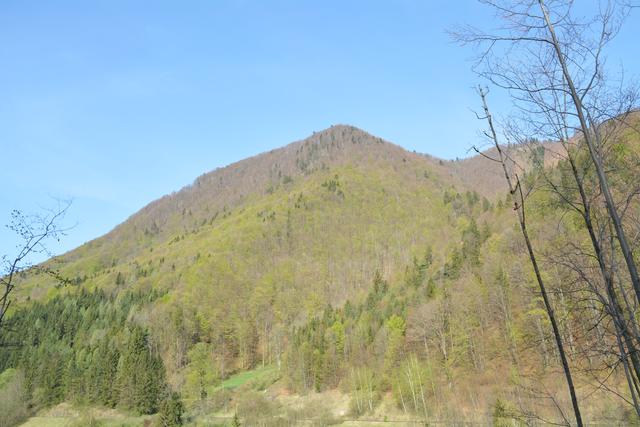 Unterwegs auf der Via Aqua: Auf einem Waldweg geht's von Kienberg nach Gaming. | Foto: Roland Mayr