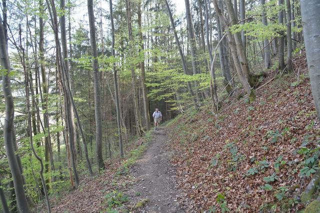 Unterwegs auf der Via Aqua: Auf einem Waldweg geht's von Kienberg nach Gaming. | Foto: Roland Mayr
