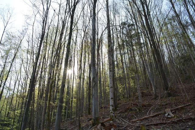 Unterwegs auf der Via Aqua: Auf einem Waldweg geht's von Kienberg nach Gaming. | Foto: Roland Mayr