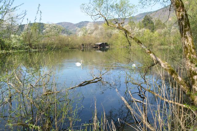 Unterwegs auf der Via Aqua: Die Schwäne fühlen sich wohl im Kartäuserteich in Gaming. | Foto: Roland Mayr