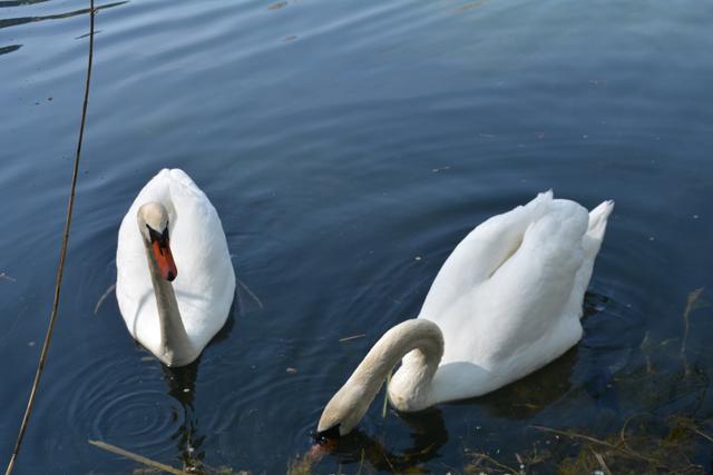 Unterwegs auf der Via Aqua: Die Schwäne fühlen sich wohl im Kartäuserteich in Gaming. | Foto: Roland Mayr