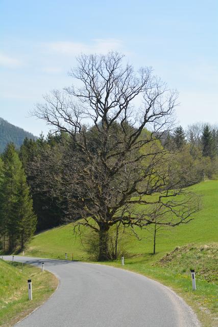 Unterwegs auf der Via Aqua: Von Gaming aus geht's auf der Tormäuerstraße über Filzmoos in die Urmannsau. | Foto: Roland Mayr