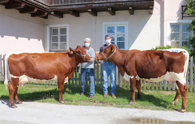 Die Drittkalbskuh und eine leistungsbereite Jungkuh vom Betrieb Franz Streitberger, Polten aus Maishofen erzielten – gemeinsam mit einer dritten Kuh – den Bestpreis bei den Pinzgauerkühen. | Foto: Rinderzuchtverband Salzburg