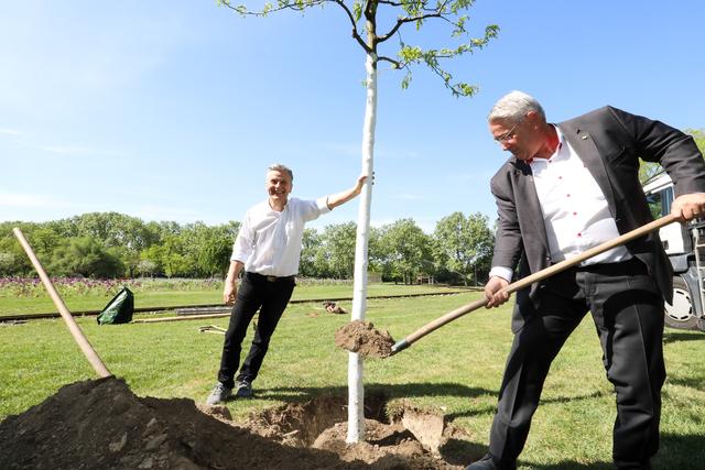Bezirksvorsteher Ernst Nevrivy (r.) und SPÖ-Klubobmann Josef Taucher packen beim Pflanzen der Bäume selbst mit an.