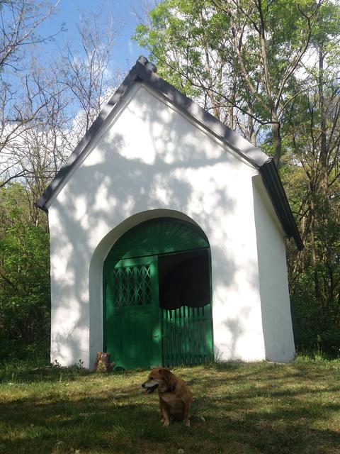Der Weg zur Kapelle eignet sich auch perfekt zum Gassigehen. | Foto: Katharina Zach