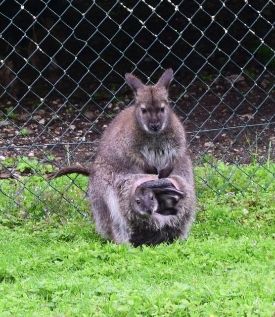 Känguru-Nachwuchs im Ebbser Raritätenzoo. | Foto: Friedl Schwaighofer