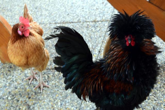 Meist begrüßt die Zoobesucher der Hahn "Roberto" der nie ohne Henne "Kerstin" unterwegs ist. | Foto: Friedl Schwaighofer