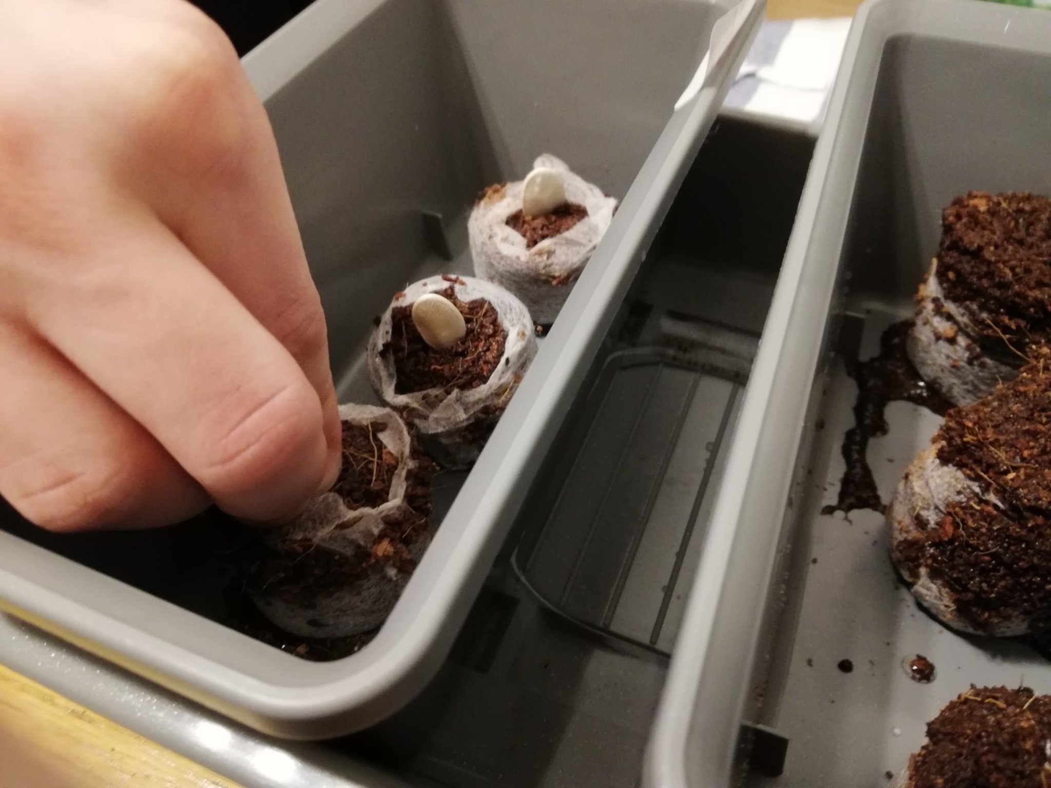 Notschlafstelle: Gartenprojekt "Wurzeln schlagen" in Weiz - Weiz