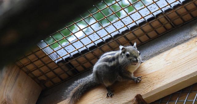 Insgesamt vier Sibirische Streifenhörnchen als Neuzugang im Ebbser Raritätenzoo. | Foto: Friedl Schwaighofer