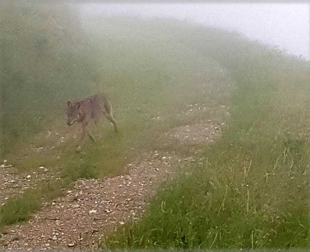 Der Wolf schien kaum Scheu aufzuweisen. Das beunruhigt die Menschen vor Ort.  | Foto: privat