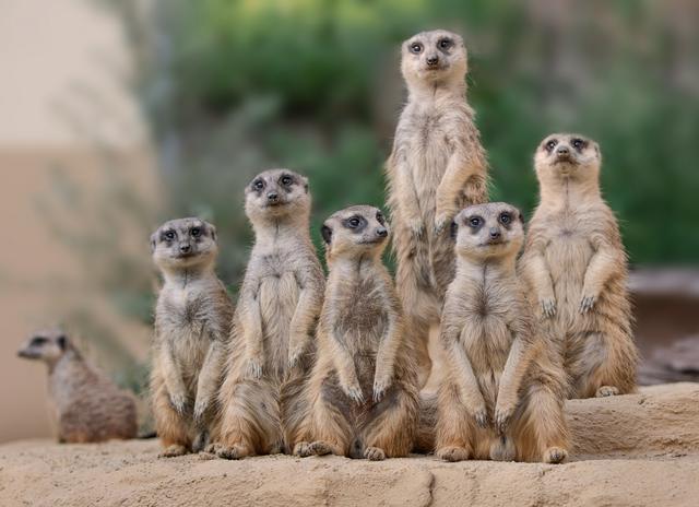 Die neugierige Erdmännchenbande. | Foto: Zoo Schmiding